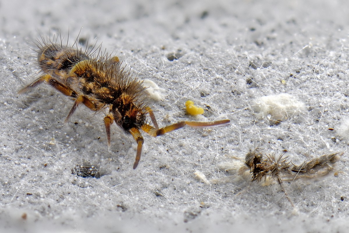 Orchesella cincta